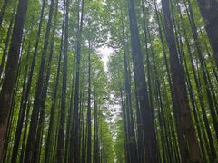 -山王坪喀斯特国家生态公园