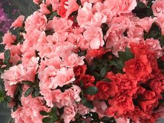 -南通洲际绿博园