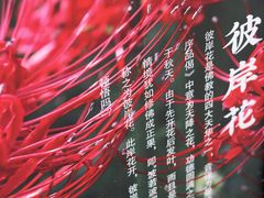 -西安大兴善寺