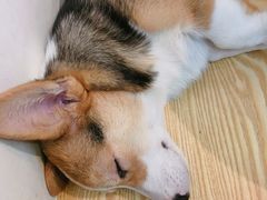 -Heymao猫咖.咖啡厅(东门店)