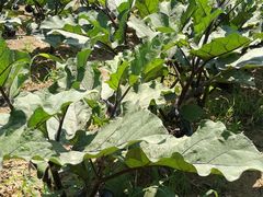 -意大利农场度假村