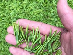-龙坞茶村