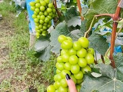 -马陆小张葡萄园农家乐