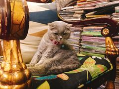 -猫色咖啡·猫咖