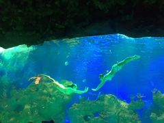 -芜湖新华联大白鲸海洋公园