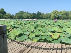 -石家庄市植物园