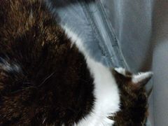 -瑞鹏宠物医院·爱宠堂·骨外专科(西荷分院)