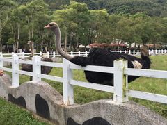 -瑞穗牧场