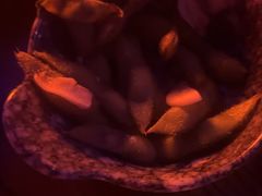-夜火烤摊·东北烧烤酒场·老杨小黄鱼
