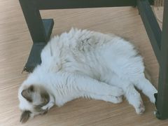 -屋虎猫馆(宝安大仟里店)