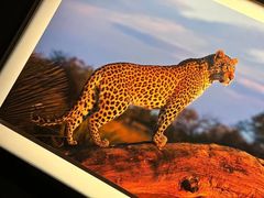 -罗红摄影艺术馆