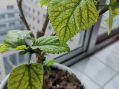 -北京中医药大学东方医院(方庄院区)