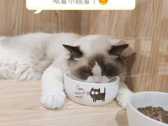 -屋虎猫馆(宝安大仟里店)