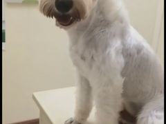 -瑞派康怡24h宠物医院·犬猫医疗中心·微创绝育(瑞景分院)