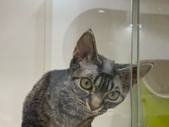 -青奢宠物·青奢猫舍