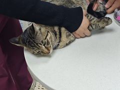 -宠颐生汉谟拉比宠物医院