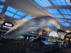 -美国自然历史博物馆