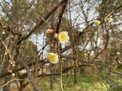 -昆山城市生态森林公园