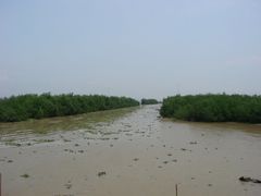 远望红树林-海鸥岛