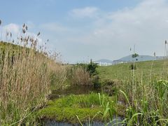 -苏州太湖湖滨国家湿地公园