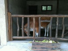 -乌村