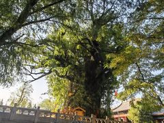 -大槐树寻根祭祖园