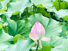 -四川大学(华西校区)