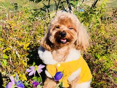 -百好乐宠物友好餐厅(朝外大街店)