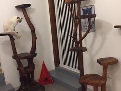 -豆老板的猫咖啡(碑林博物馆店)