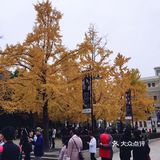 银杏大道