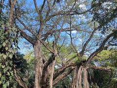 -瑞丽独树成林风景区