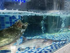 -后湖小院·乡野田园菜