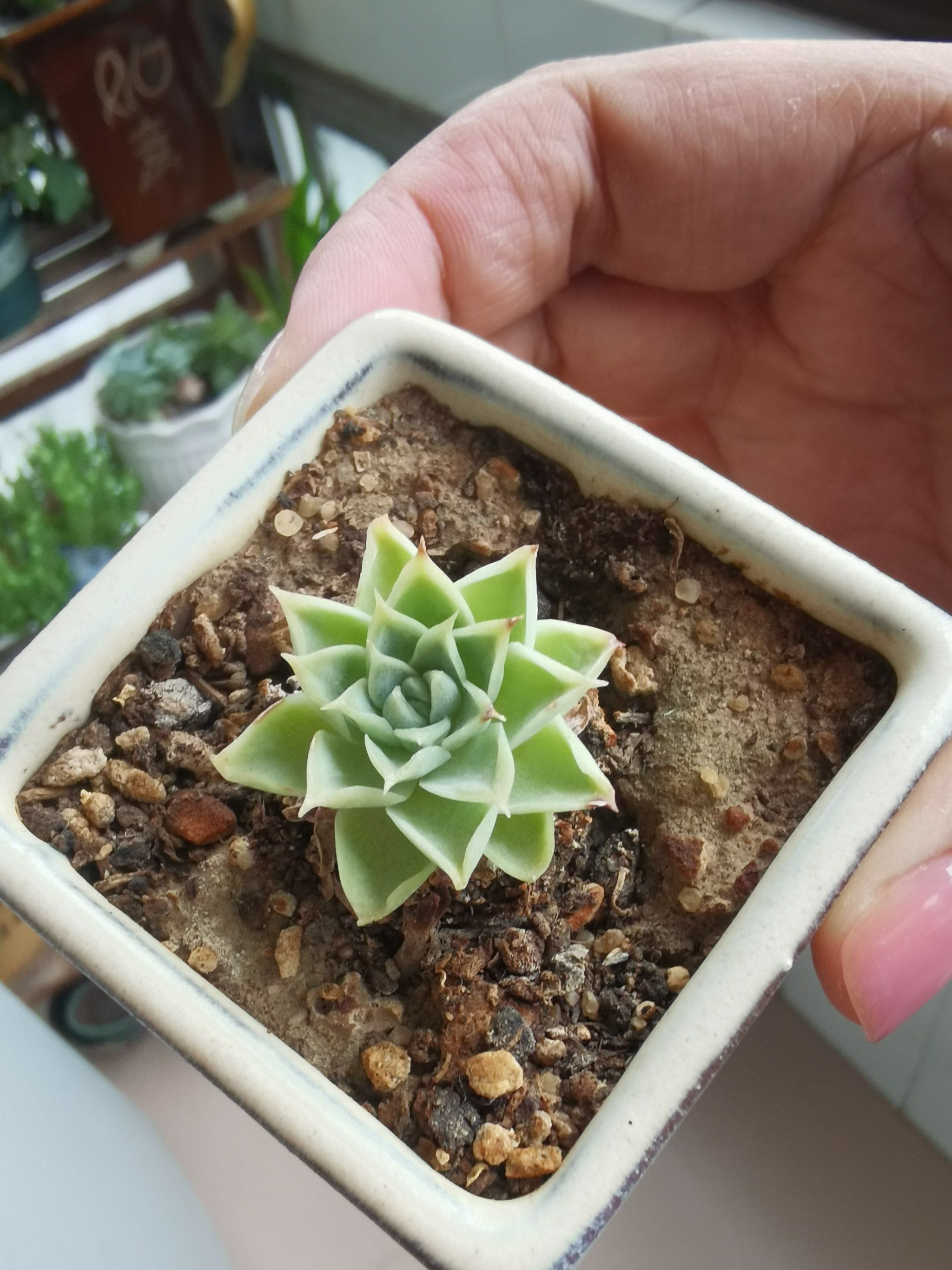 不是真花,不是假花,是石莲花