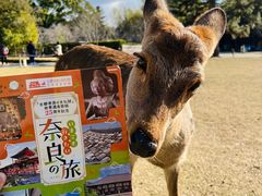 -奈良公园