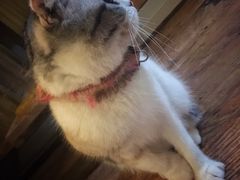 -猫色咖啡·猫咖