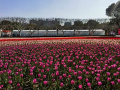 -大宁郁金香公园-停车场