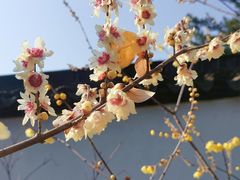 -东山雕花楼