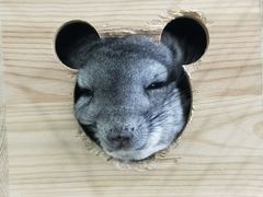 -奶牛家宠物酒店(嘉宏云顶店)
