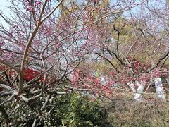 -青枫公园