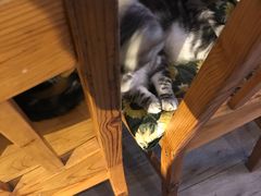 -海边的猫和咖啡馆