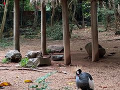 -深圳野生动物园