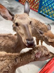 -萌宠亲子动物乐园(槐房万达店)