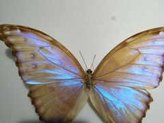 -上海昆虫博物馆