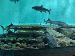 -太平洋海底世界