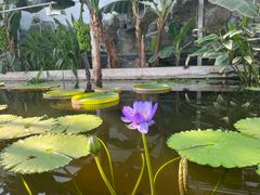 -国家植物园南园