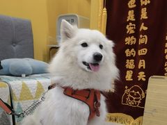-瑞派·爱瑞可动物医院·口腔专科(广华新城分院)