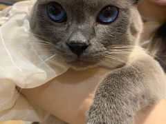 -滚猫咖啡·猫咖·猫友好撸猫(未来城店)