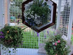 -深圳仙湖植物园