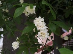 -四川大学(望江校区)