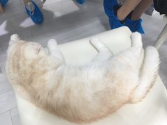 -喵的天空名猫咖啡馆·撸猫·猫舍·用品